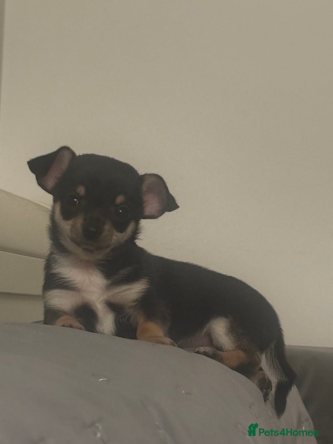 Chihuahua dogs for sale: Gorgeous tiny tri colour chihuahua puppies - Advert 6