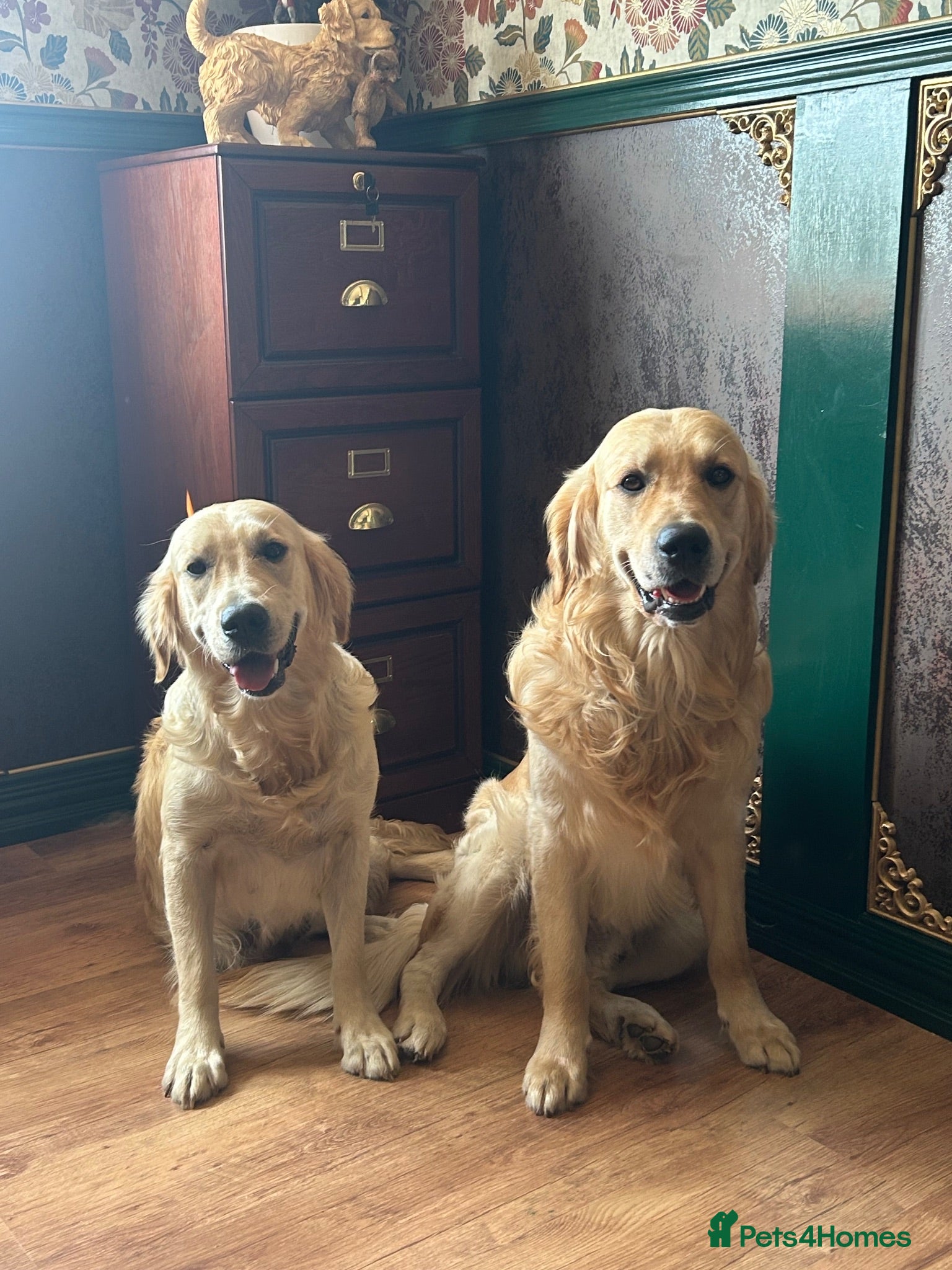 Golden Retriever dogs KC registered golden retriever puppies ready now. - Advert 2