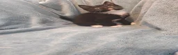 Mixed Breed cats for sale: Beautiful Kittens VIDEOS - Advert 18
