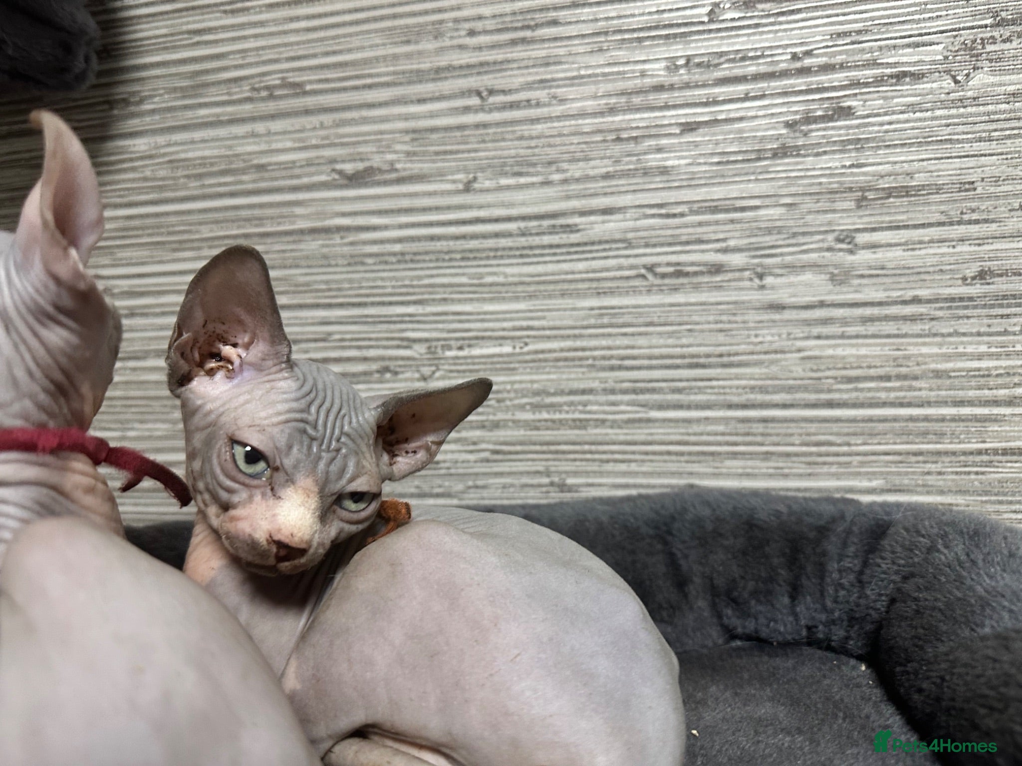 Sphynx cats Stunning boys ready now  - Advert 3