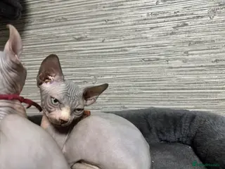 Sphynx cats Stunning boys ready now - Advert 3