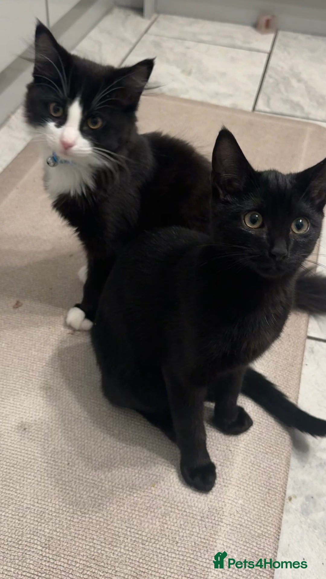 British Longhair cats for sale: Ziggy & Mystic - Advert 3