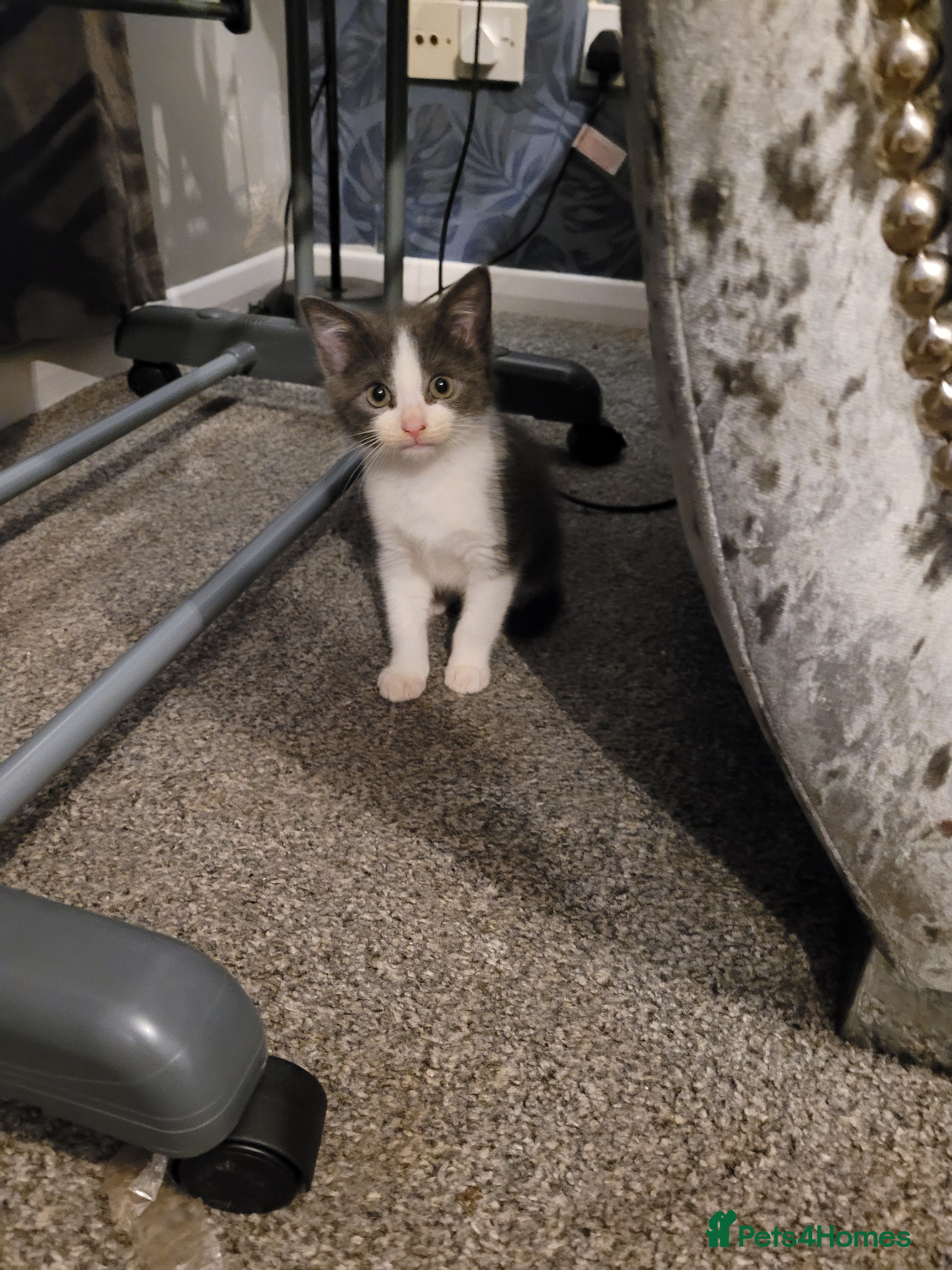 Mixed Breed cats Beautiful kittens looking for there forever home  - Advert 18