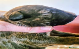 English Bull Terrier dogs for sale: ENGLISH BULL TERRIER,LITTER DUE 8TH OCTOBER  - Image 18