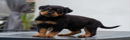 Rottweiler dogs for sale: Chunky German Rottweilers pups  - Advert 27