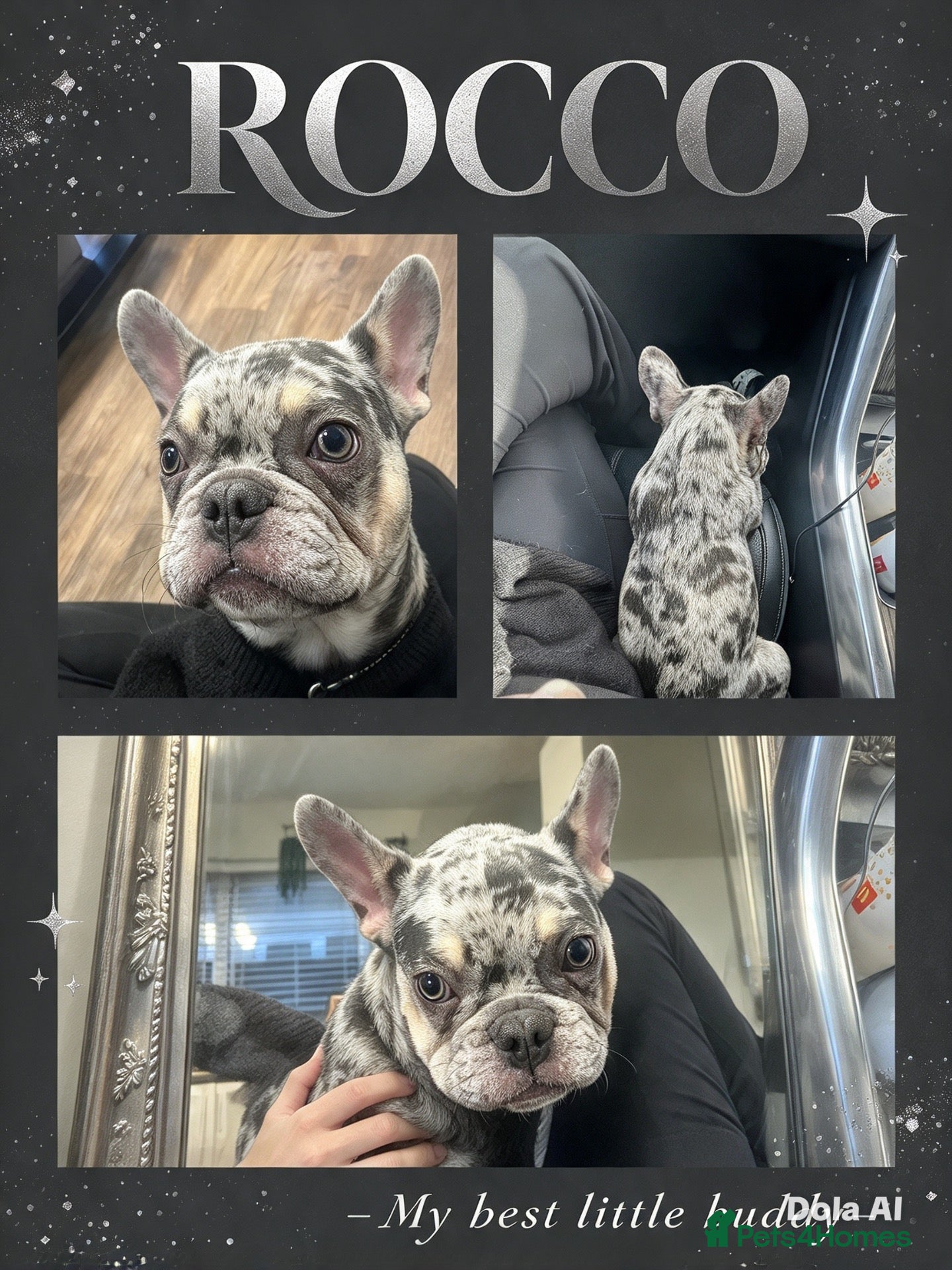 French Bulldog dogs for sale: French bulldog male  - Advert 11
