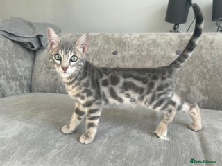 Bengal cats Stunning Blue Male Bengal Kitten TICA REG - Advert 12