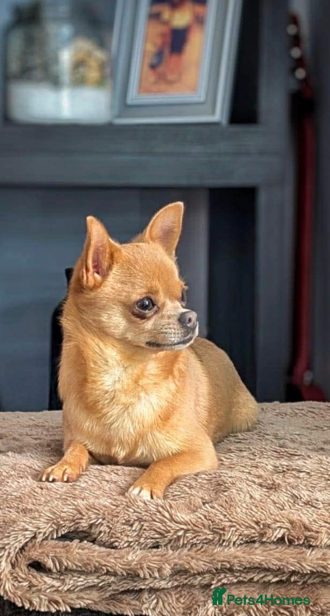 Pomchi dogs for sale: 1 x Fluffy Female Pomchi For Sale  - Advert 4