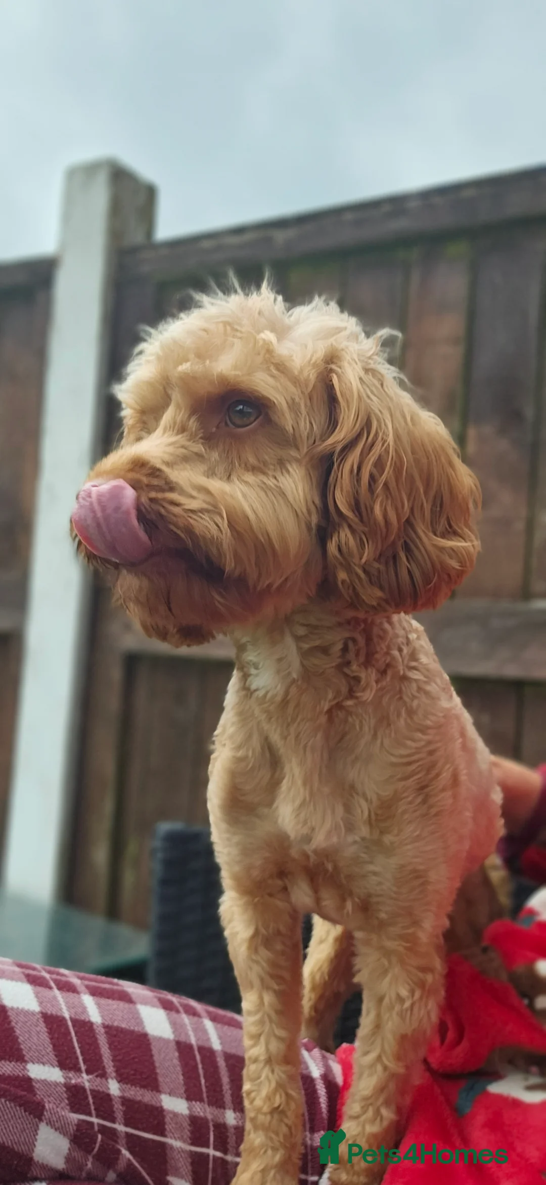 Cockapoo dogs for sale: Male cockapoo  - Advert 5