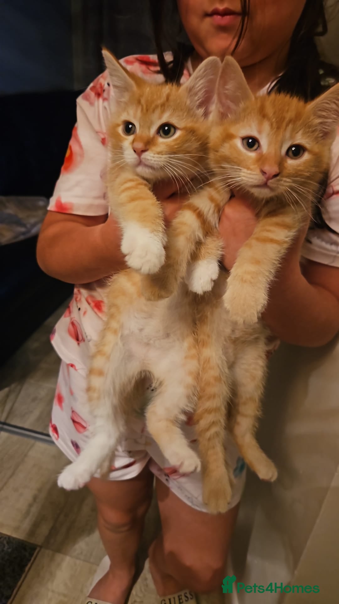 Mixed Breed cats 2 Ginger kittens ready to leave!  - Advert 2