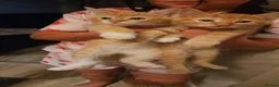 Mixed Breed cats for sale: 2 Ginger kittens ready to leave!  - Advert 1