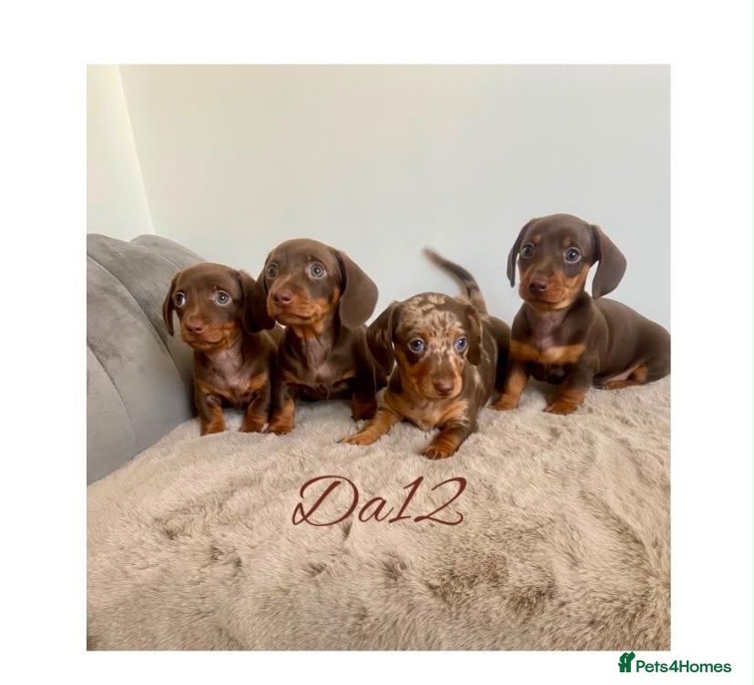 Miniature Dachshund dogs 4 True miniature dachshund boys  - Advert 1