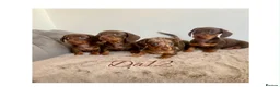 Miniature Dachshund dogs for sale: 4 True miniature dachshund boys  - Advert 1