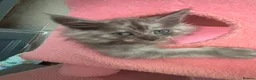 Mixed Breed cats for sale: Kittens  - Advert 4