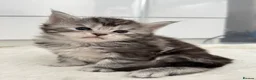 Maine Coon cats for sale: 🌟🌟 Amazing Kittens Maine Coon 🌟🌟 - Advert 10