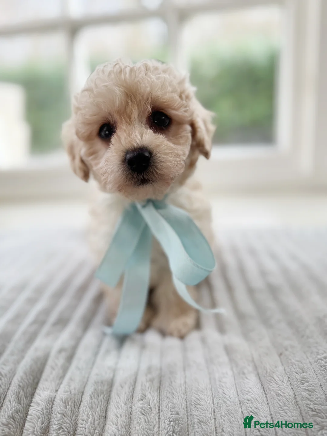 Mixed Breed dogs for sale: Shichon-poo Teddy bear - Advert 15