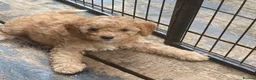 Cockapoo dogs for sale: 🐶Ready 23rd July🐶 Toy and min cockapoo F1bb. - Advert 12