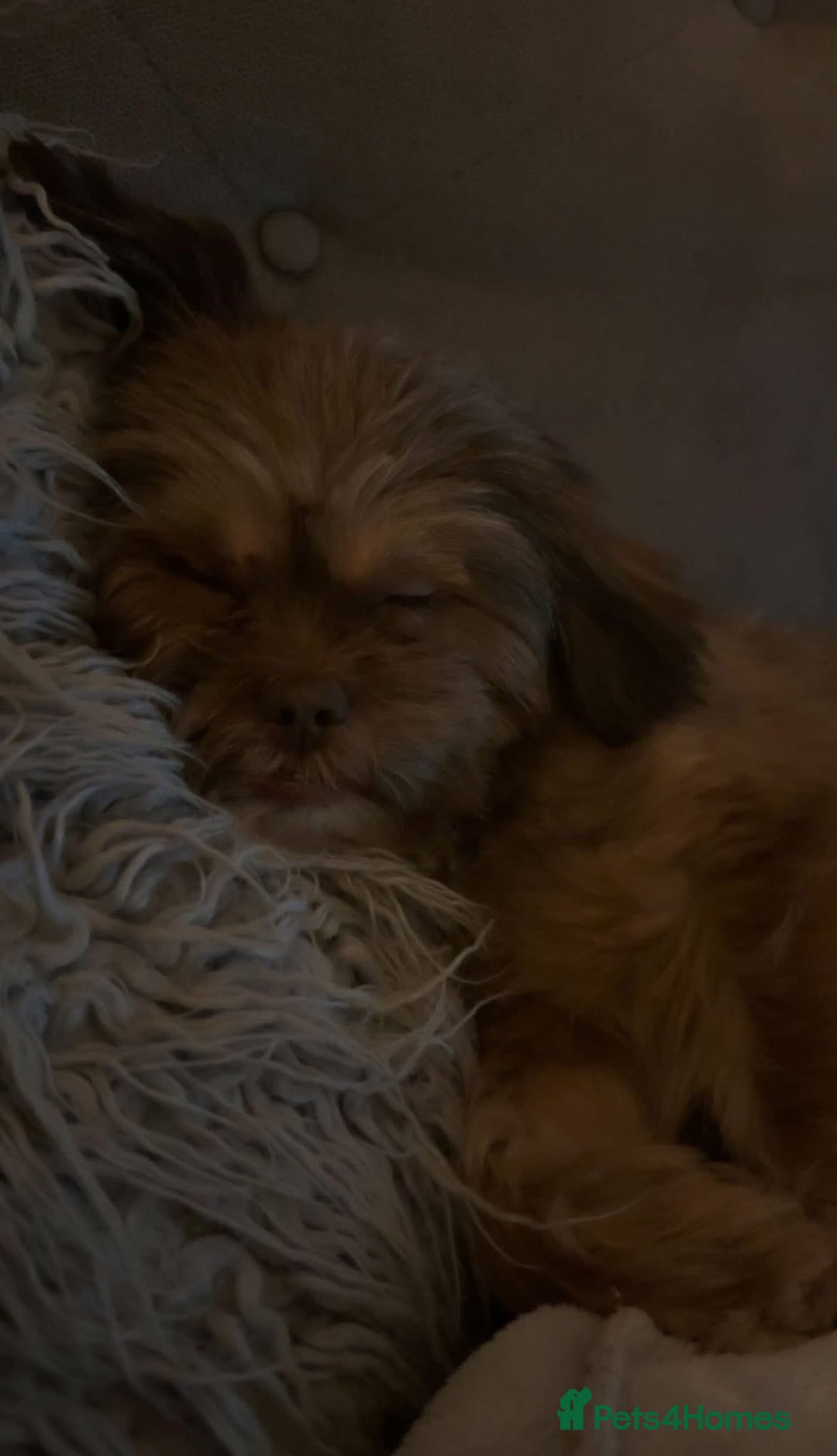 Mixed Breed dogs for sale: Gentle, Child-Friendly Dog Seeking a Loving Home - Advert 2