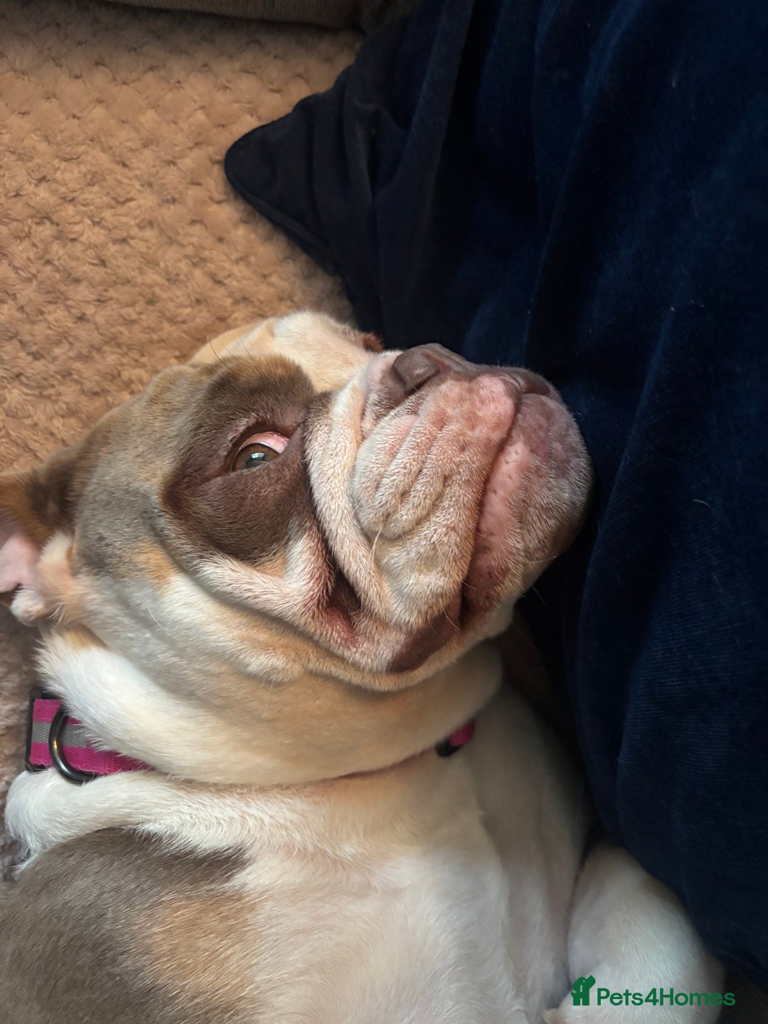 Mixed Breed dogs for sale: New English Bulldog - Advert 5