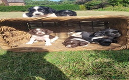 English Springer Spaniel dogs for sale: Kc reg English springer spaniel pups  - Image 4
