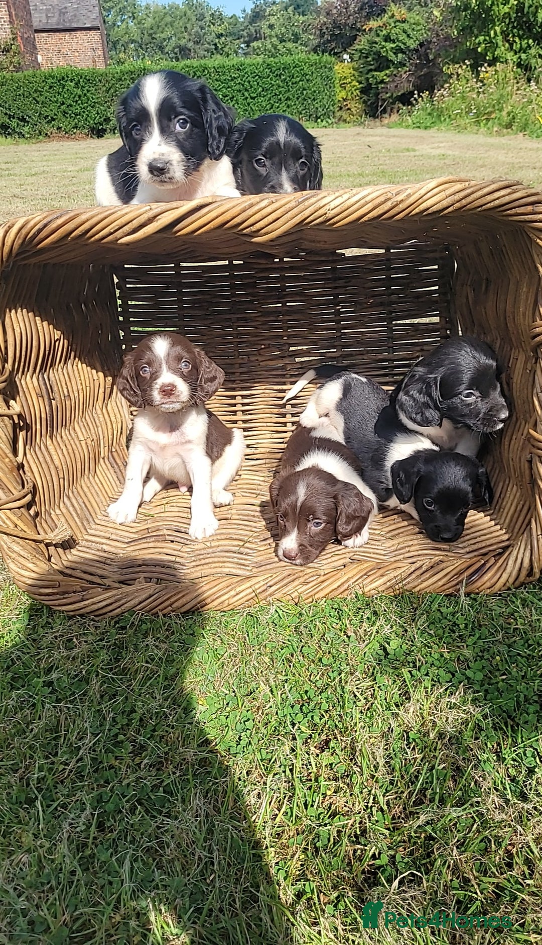 English Springer Spaniel dogs for sale: Kc reg English springer spaniel pups  - Image 4