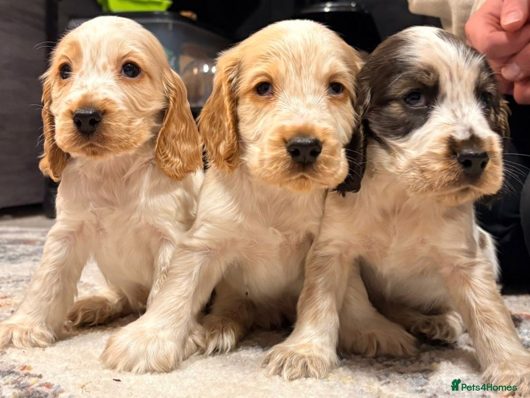 Cocker Spaniel dogs Show Cocker Spaniel Puppys - Advert 18