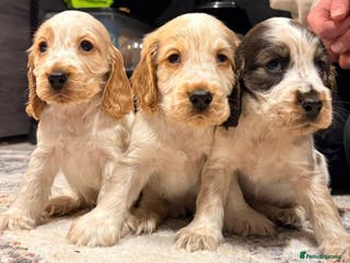 Cocker Spaniel dogs Show Cocker Spaniel Puppys - Advert 18