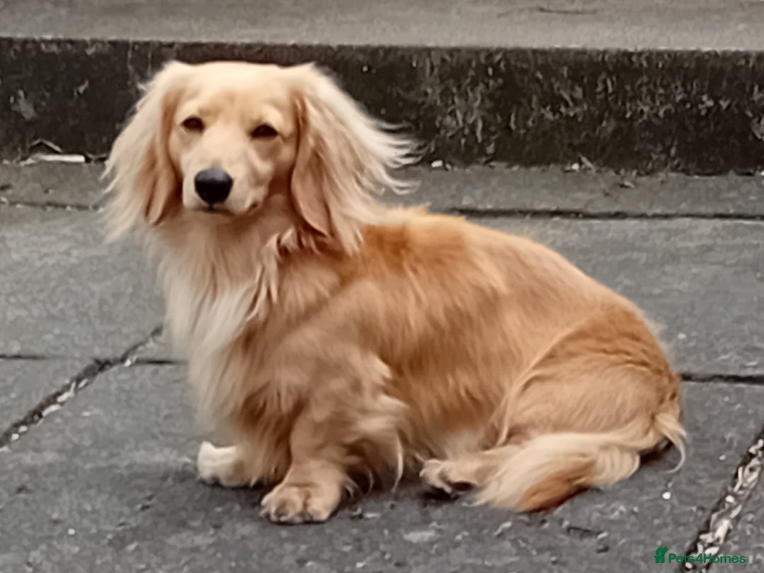 Miniature Dachshund dogs for sale: KC Reg. Mini Longhaired pups - Image 4