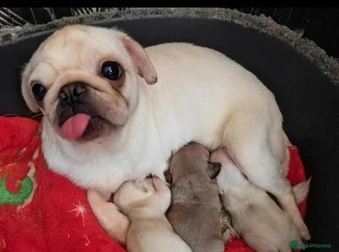 Pug dogs for sale: Pug Pups in Walsall - Advert 1