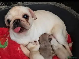 Pug dogs Pug Pups - Advert 9