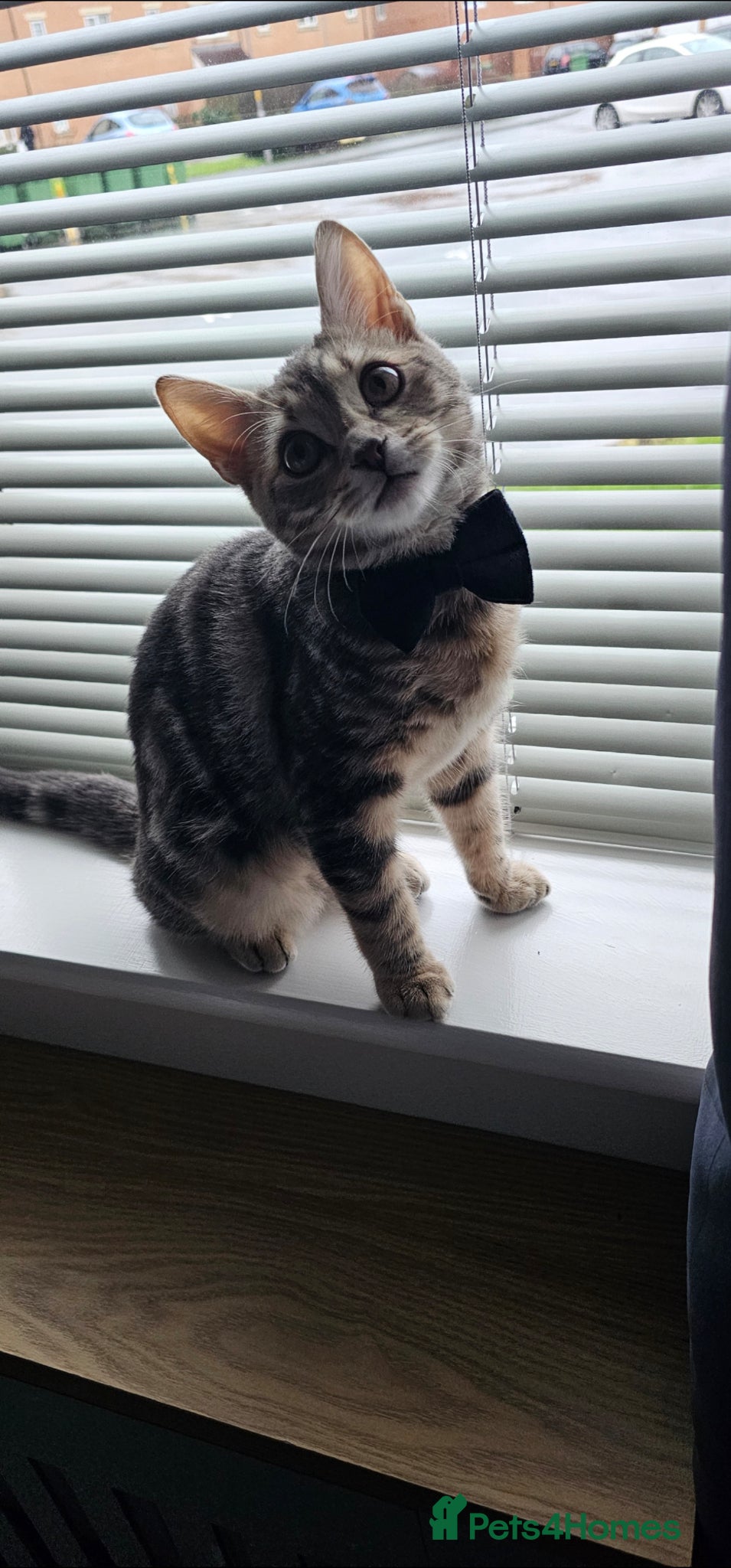 Mixed Breed cats 6 Month Bengal Mix Kitten  - Advert 1