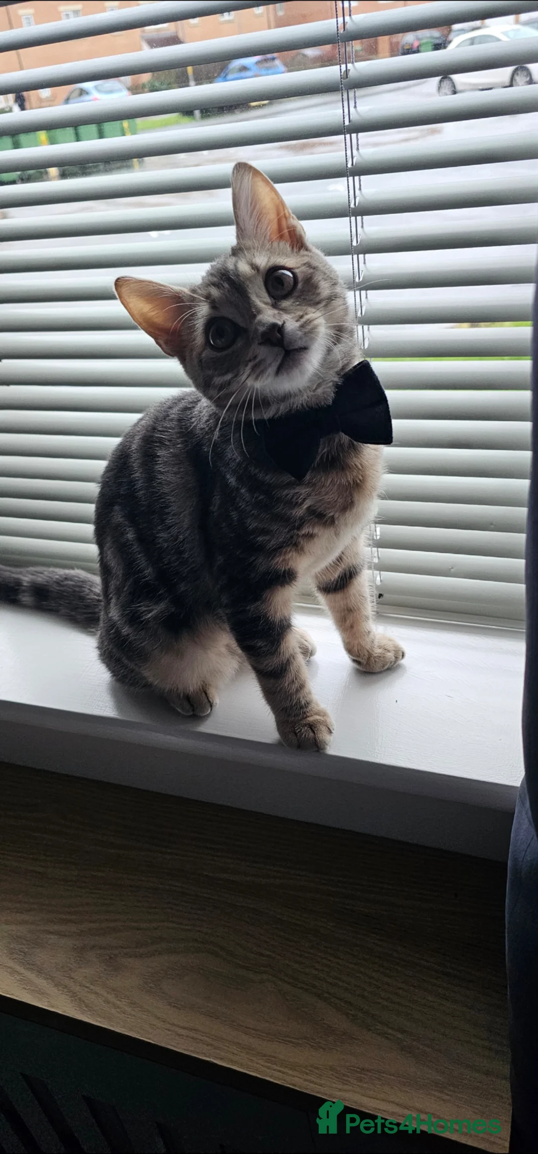 Mixed Breed cats for sale: 6 Month Bengal Mix Kitten  - Advert 1