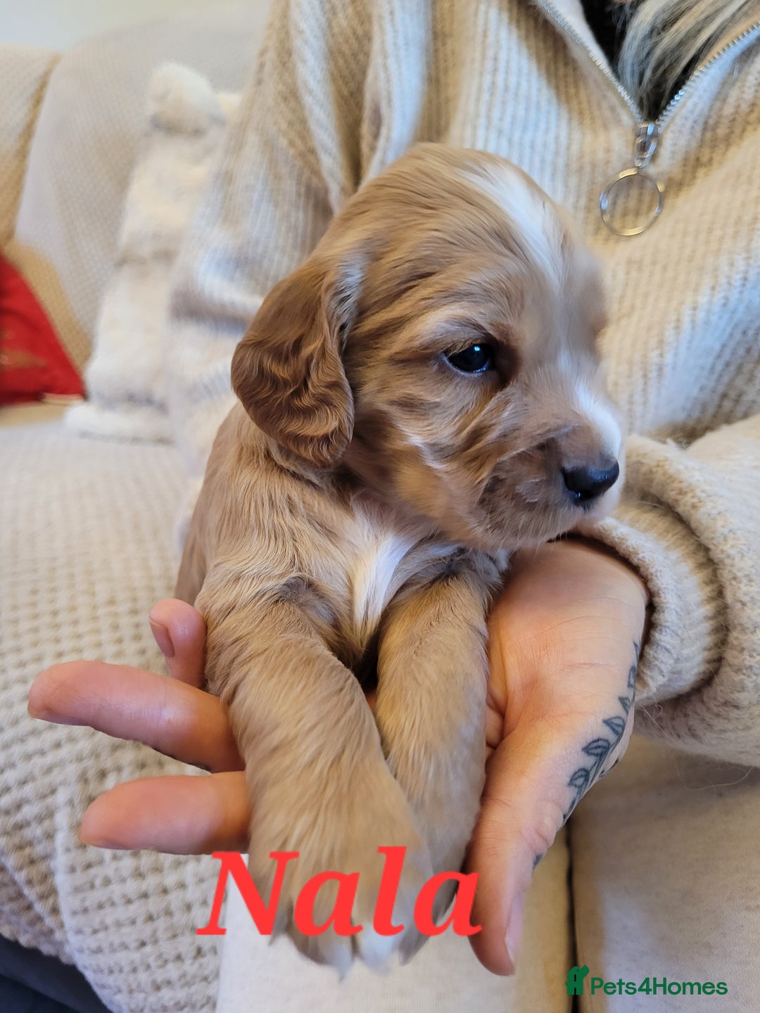 Cocker Spaniel dogs for sale: Gorgeous litter of cocker spaniels - Advert 13