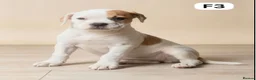 Boxer dogs for sale: beautiful puppies - Advert 4