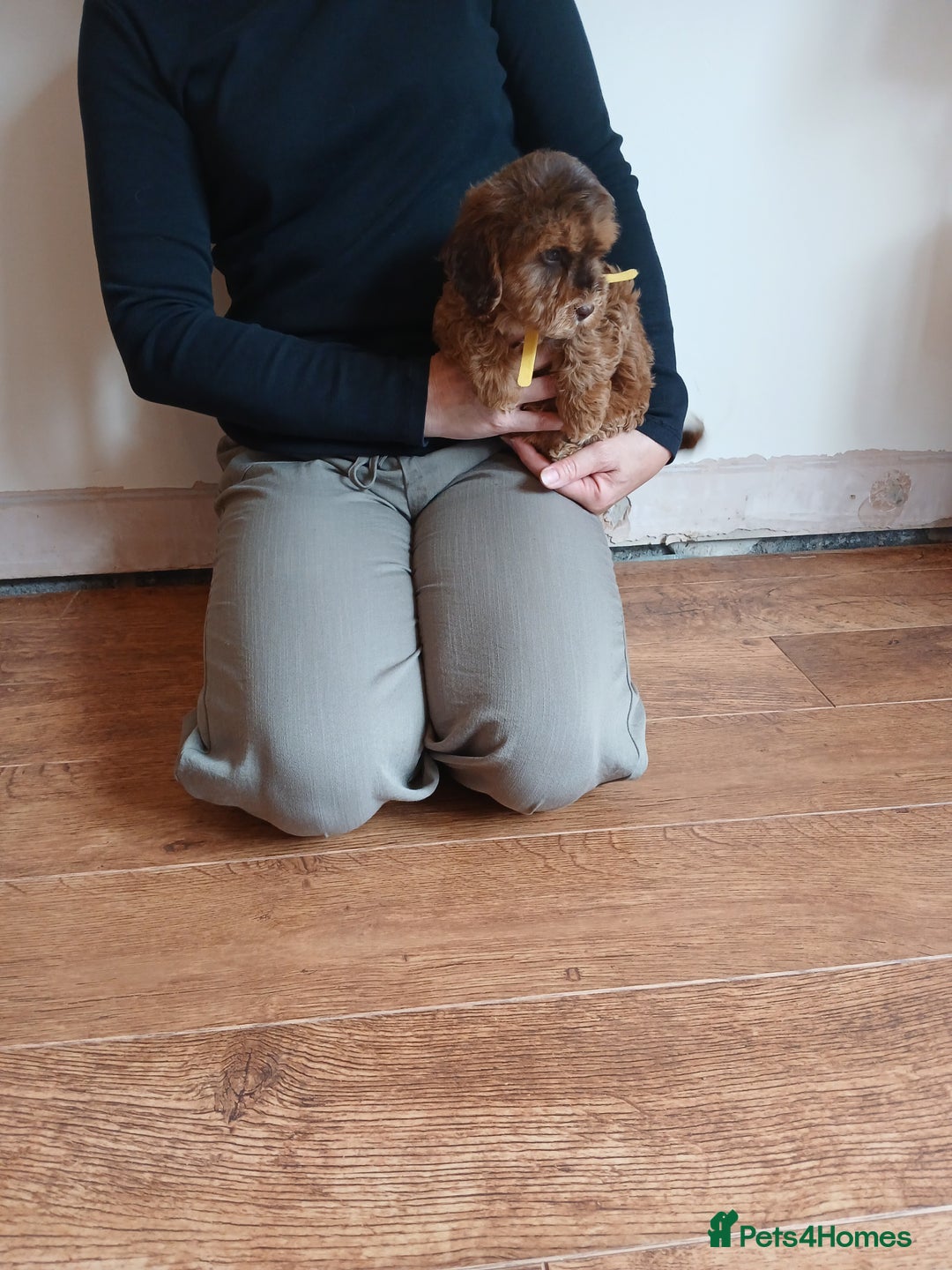 Cockapoo dogs for sale: Cockapoo puppies  - Image 2