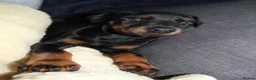 Dobermann dogs for sale: KC Amazing Dobermans  in Luton - Advert 6
