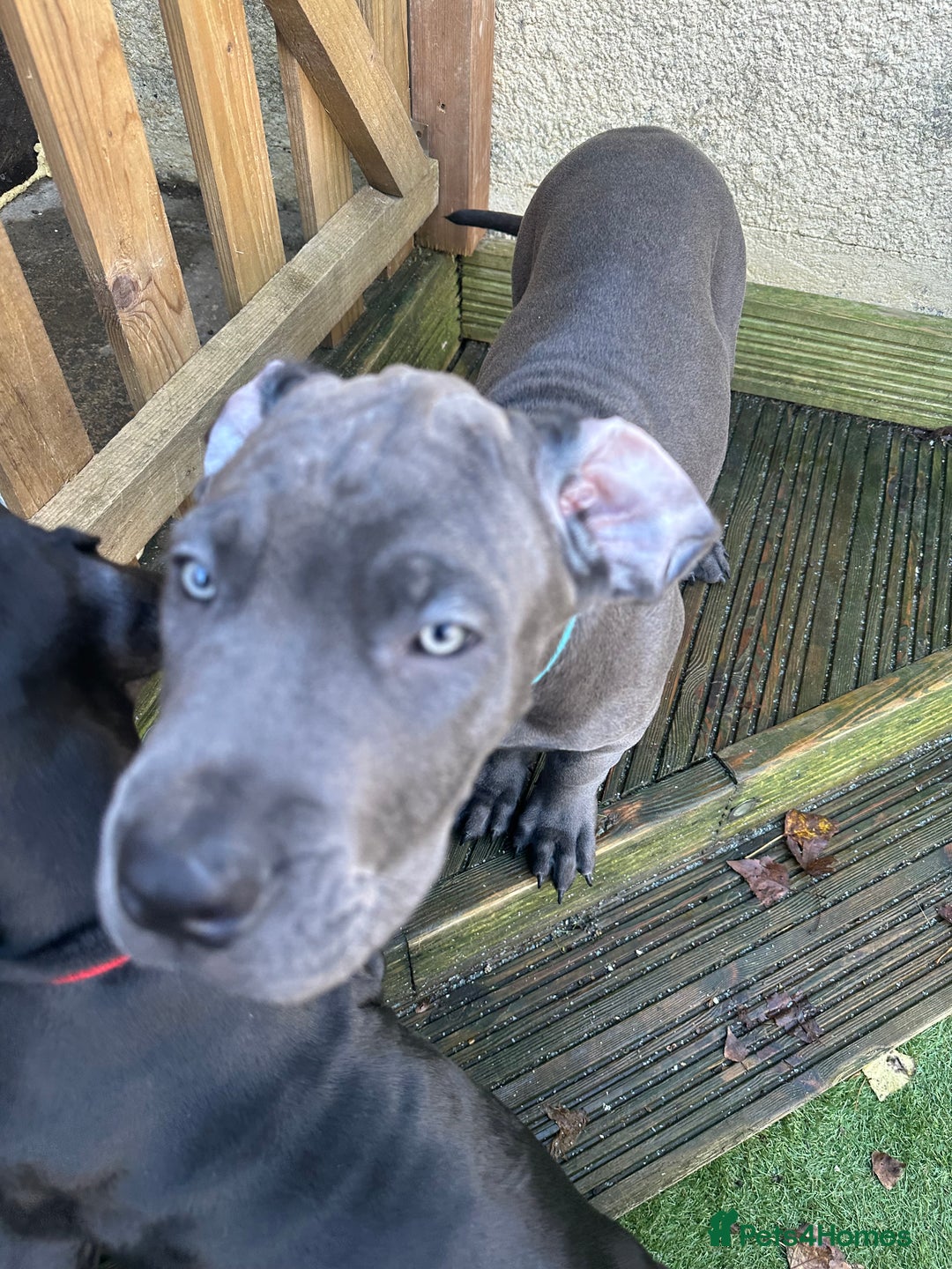 Mixed Breed dogs for sale: Cane corso/great Dane🐾 13weeks old - Advert 7