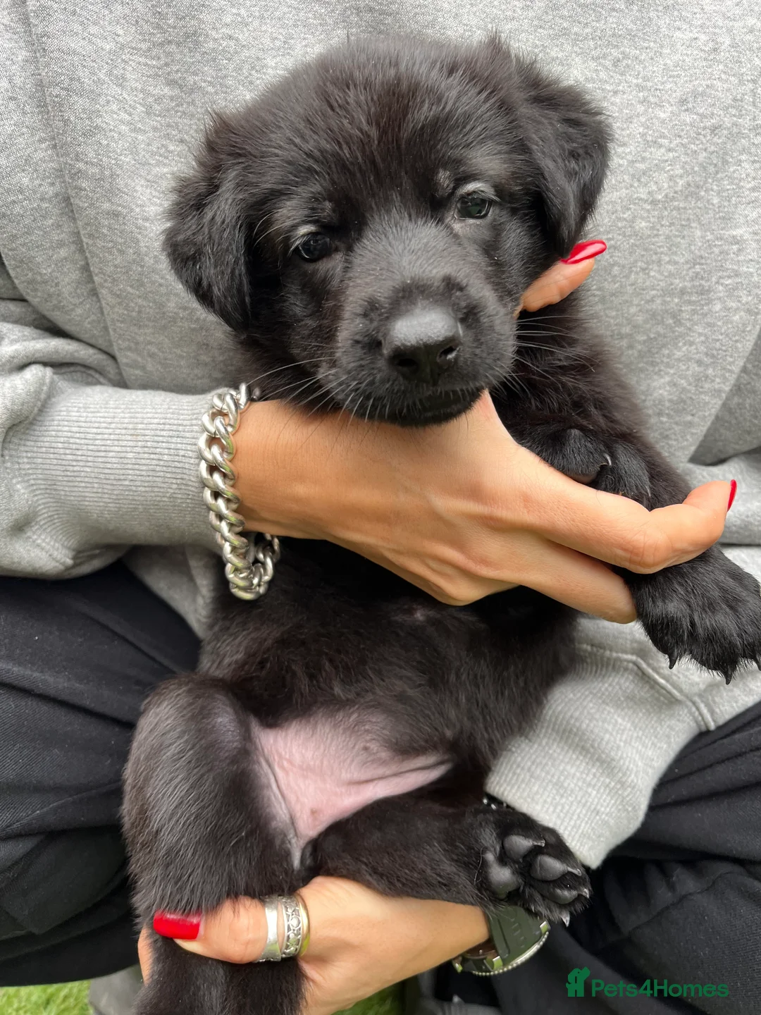 German Shepherd dogs for sale: German Shepard -pure black, working line - Advert 2