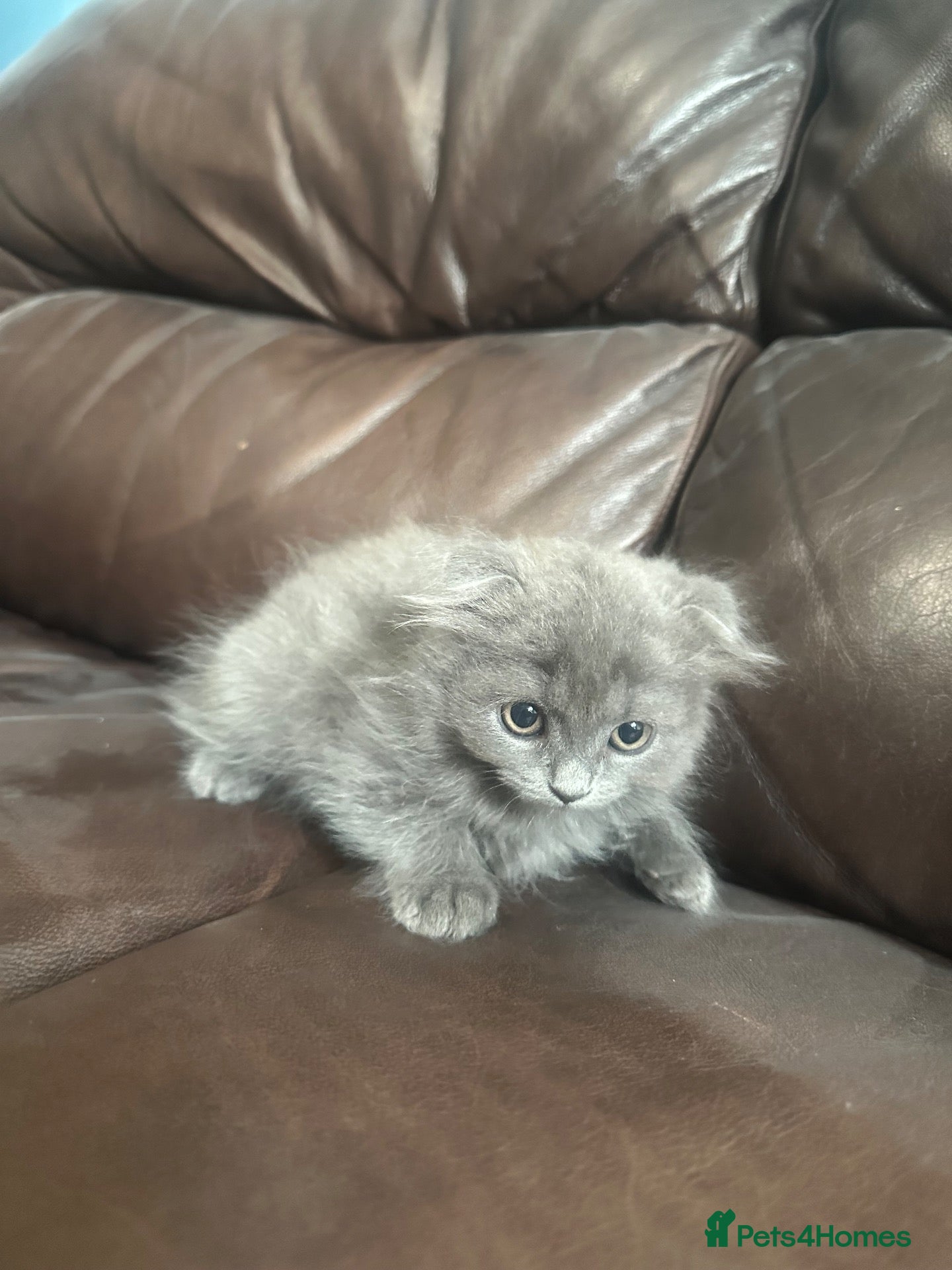 Scottish Fold cats Beautiful Scottish fold cats - Advert 3