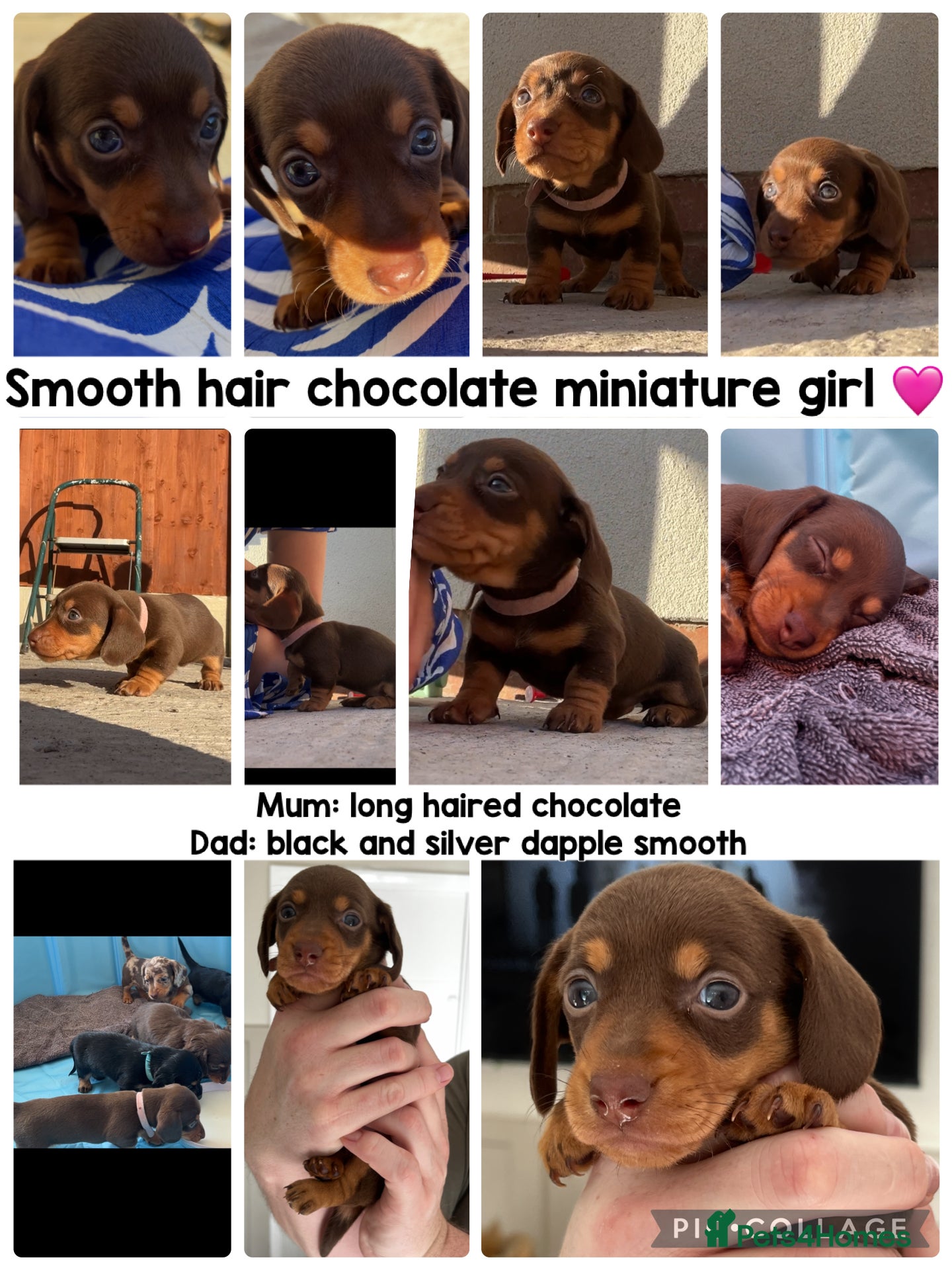 Miniature Dachshund dogs Miniature dachshund chocolate smooth haired female - Advert 2