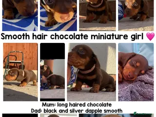 Miniature Dachshund dogs Miniature dachshund chocolate smooth haired female - Advert 2