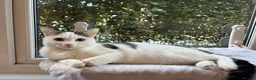 Domestic Shorthair cats for adoption: Jasmine & Rose - Adopt Cats in Crisis East Ldn - Advert 2