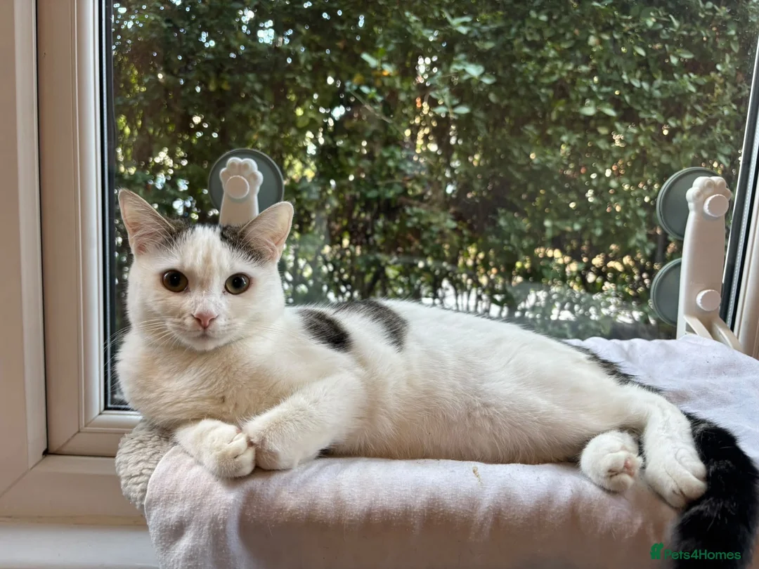 Domestic Shorthair cats for adoption: Jasmine & Rose - Adopt Cats in Crisis East Ldn - Advert 2