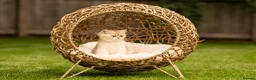 British Shorthair cats for sale: Blue Golden GCCF British Shorthair Kittens - Advert 5