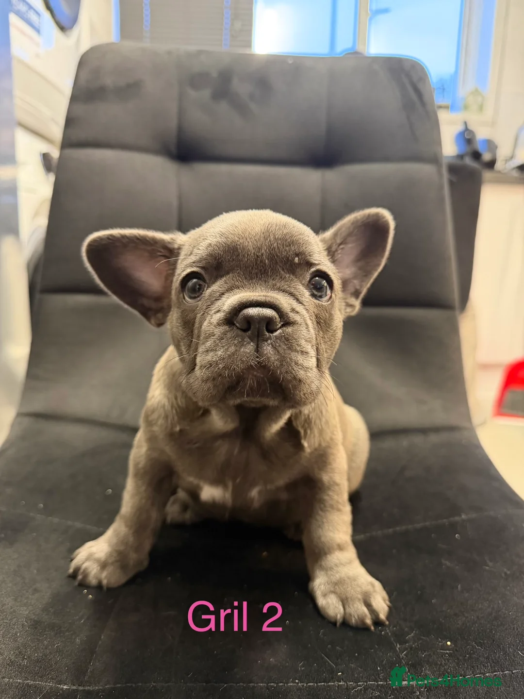 French Bulldog dogs for sale: FrenchBulldog Puppies  - Advert 11