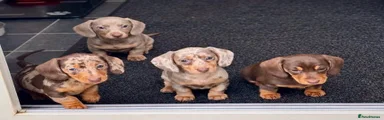 Miniature Dachshund 4