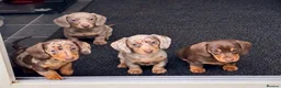 Miniature Dachshund dogs for sale: KC REGISTERED MINIATURES  - Advert 2