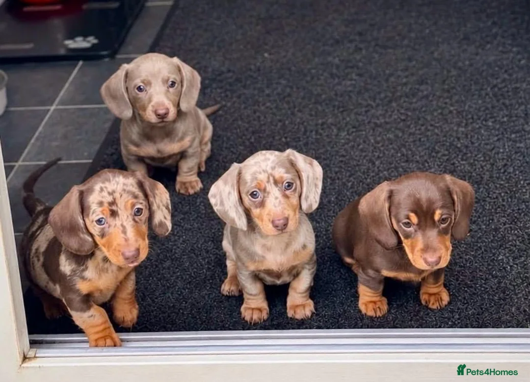 Miniature Dachshund dogs for sale: KC REGISTERED MINIATURES  - Advert 2