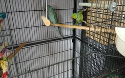 Ringnecks birds for sale: Pair of ringnecks - Image 3