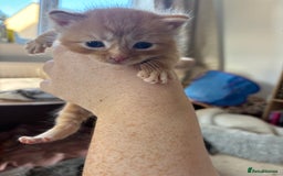 Maine Coon cats for sale: Mainecoon cross  - Image 11